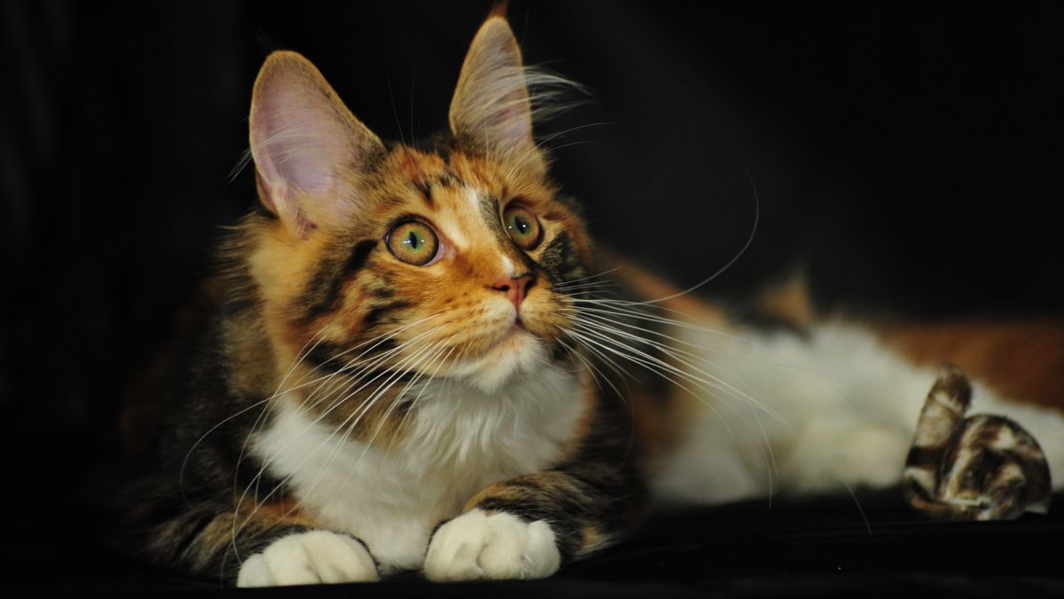 Мейн кун черный тигровый