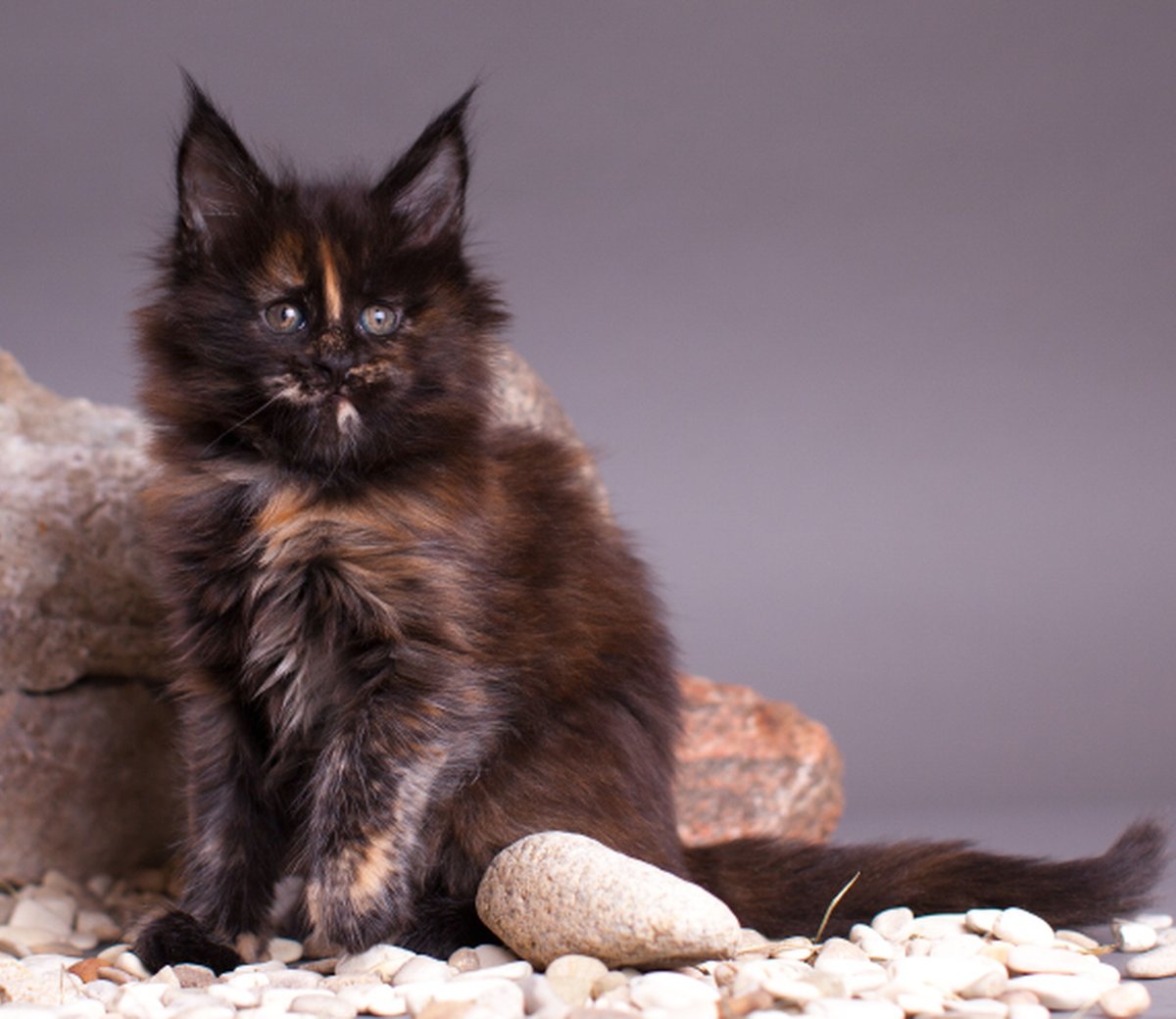 Котята Мейн кун черепахового окраса