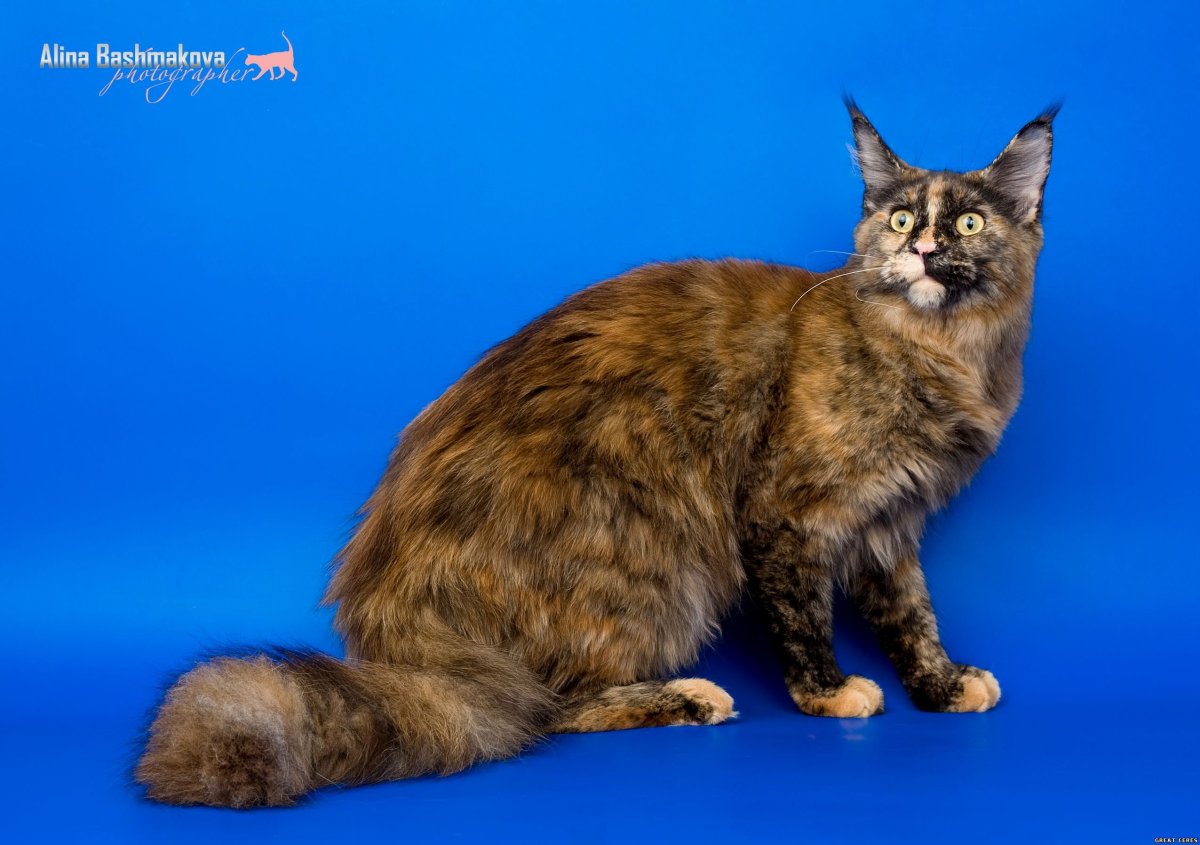 Мейн кун черепаховый