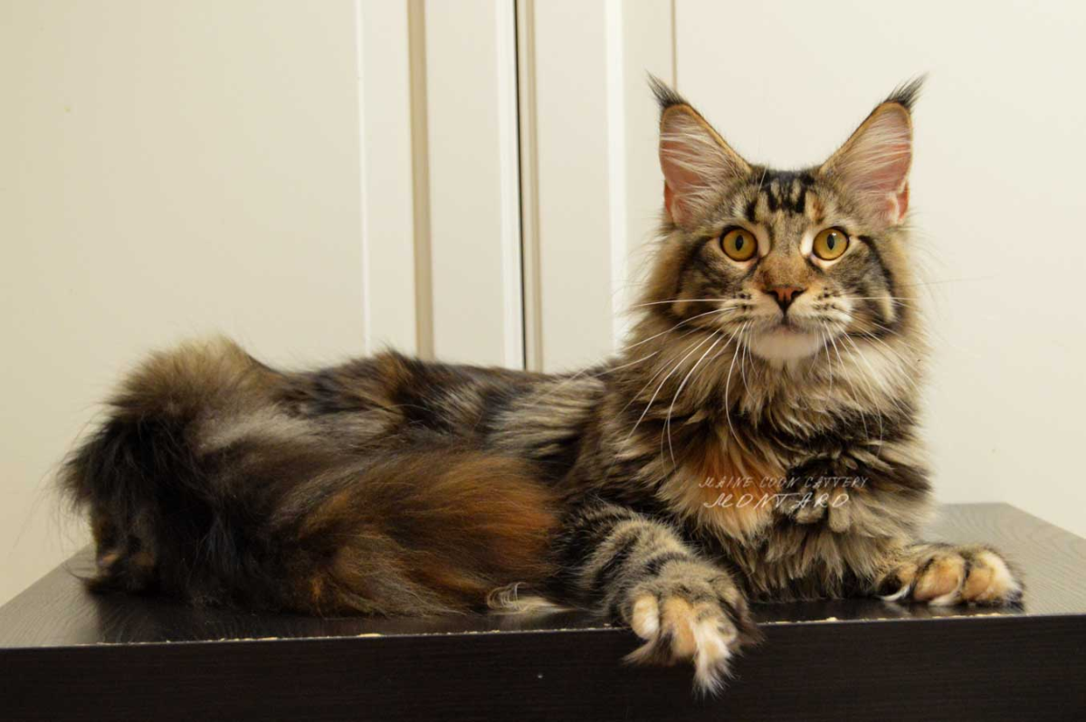 Мейн кун черепаховый