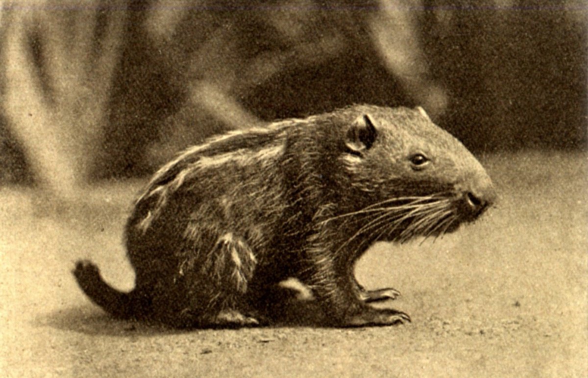Большая мышь пакарана
