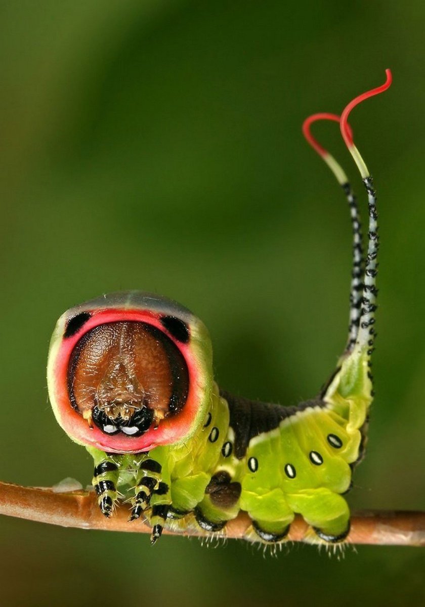 Phyllodes Imperialis гусеница