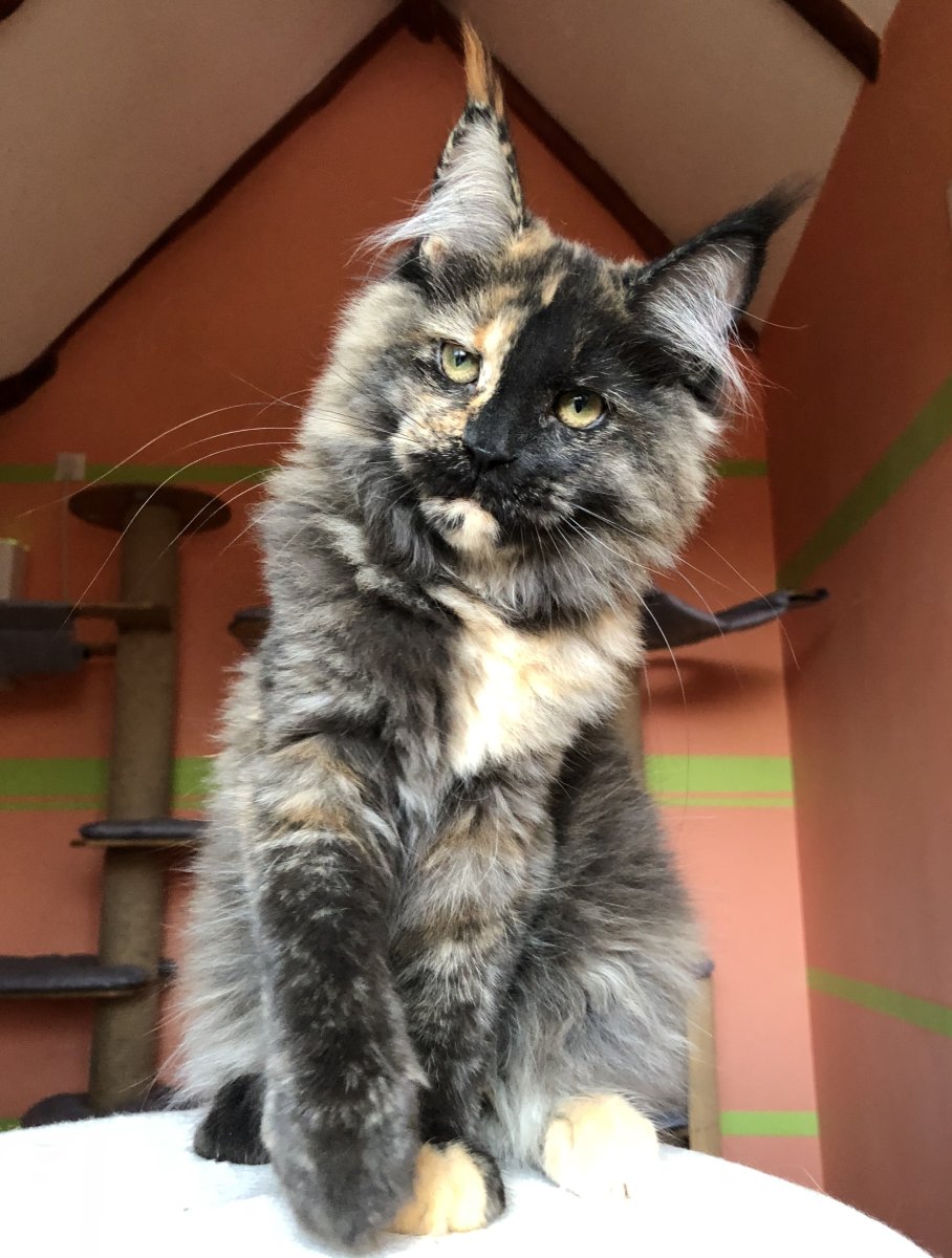 Месячные котята Мейн кун черепаховый