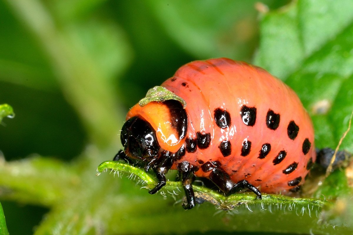 Личинка колорадского жука и Божьей коровки