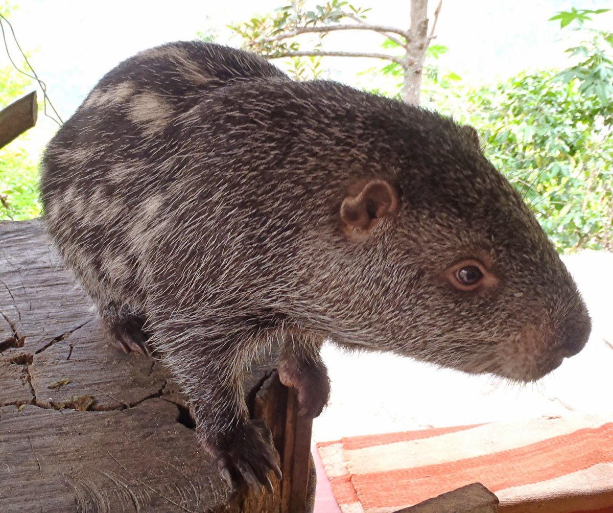 Огромная мышь пакарана