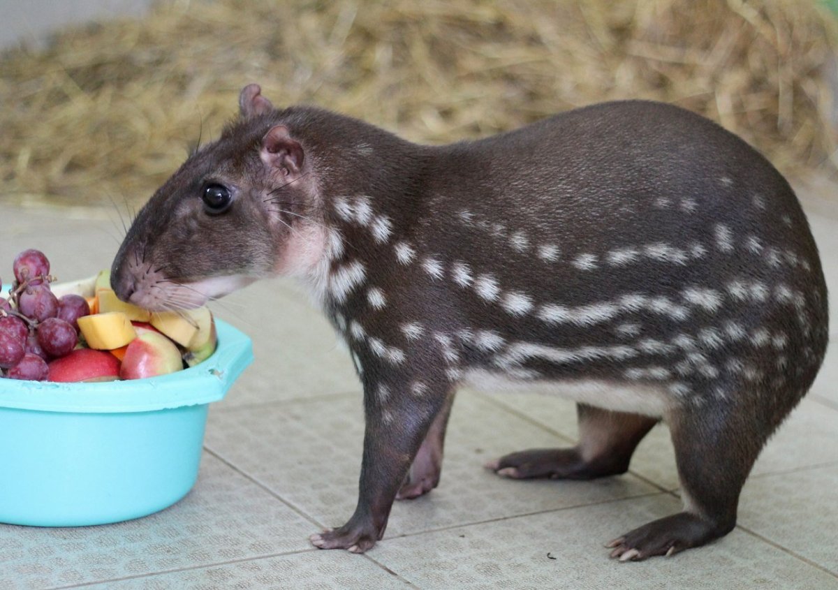 Пака грызун