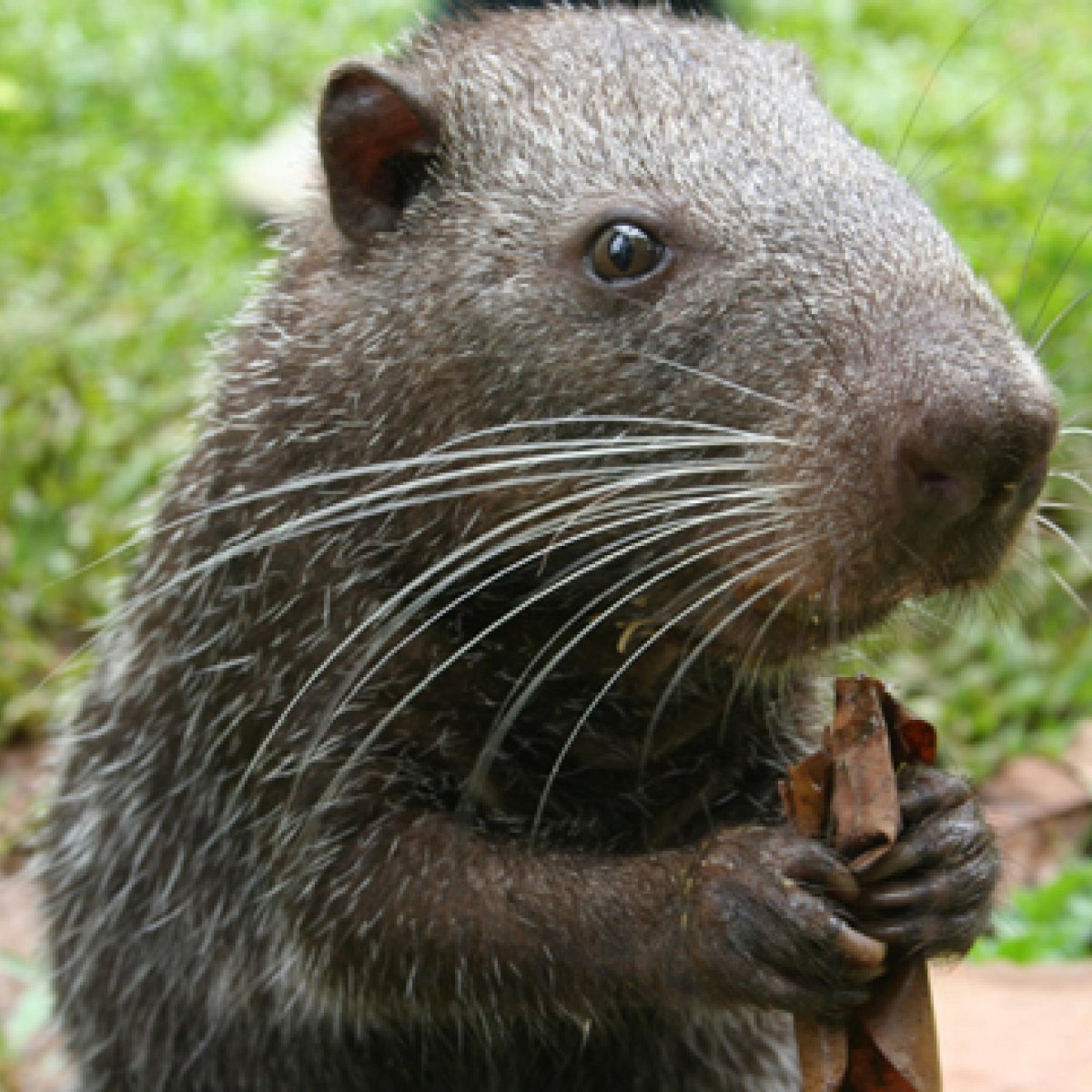 Пакарана улыбается