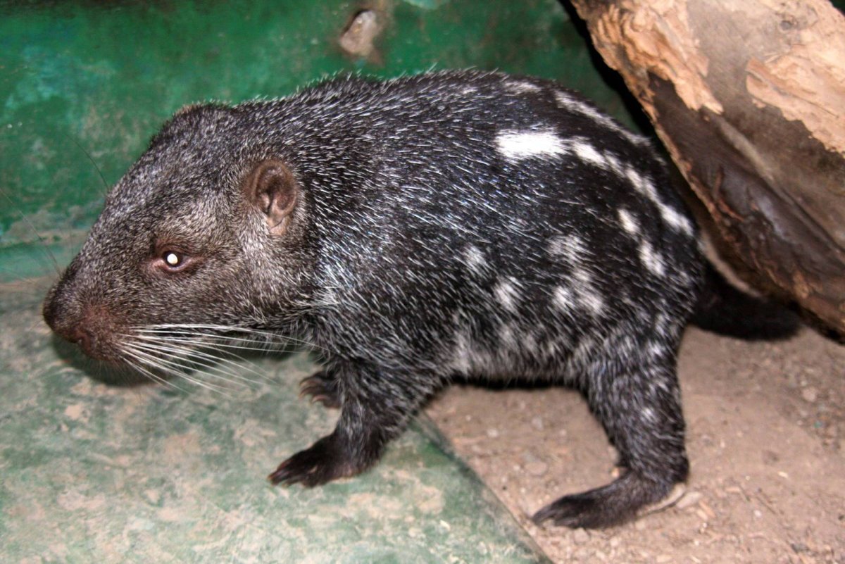 Ужасная мышь пакарана