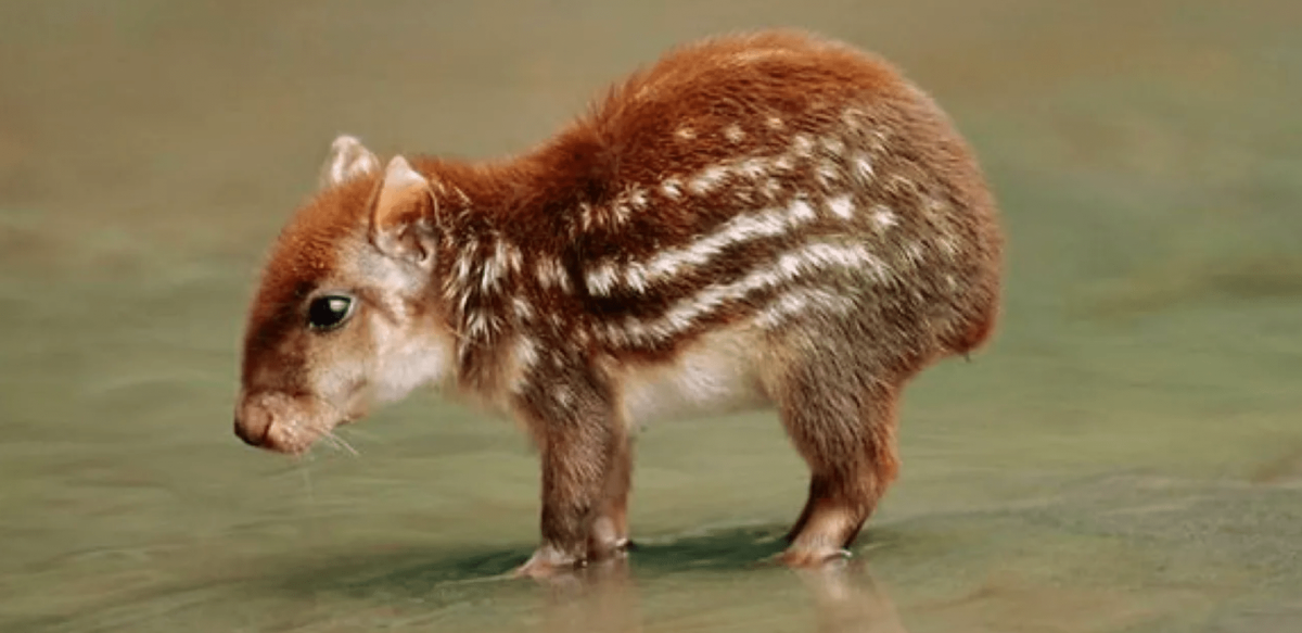 Грызуны с пятнами