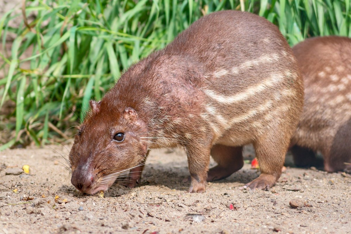Грызун семейства агутиевых