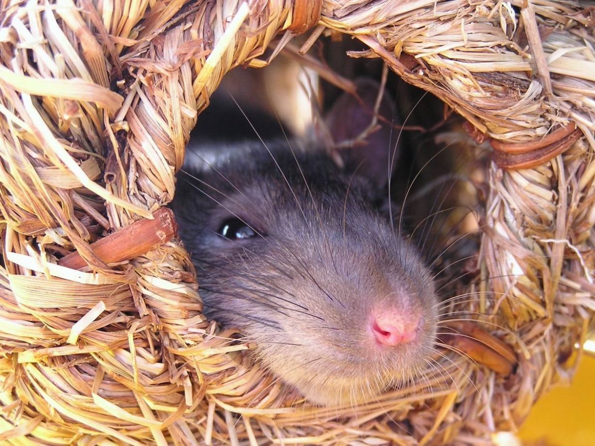 Кинабулийская крыса