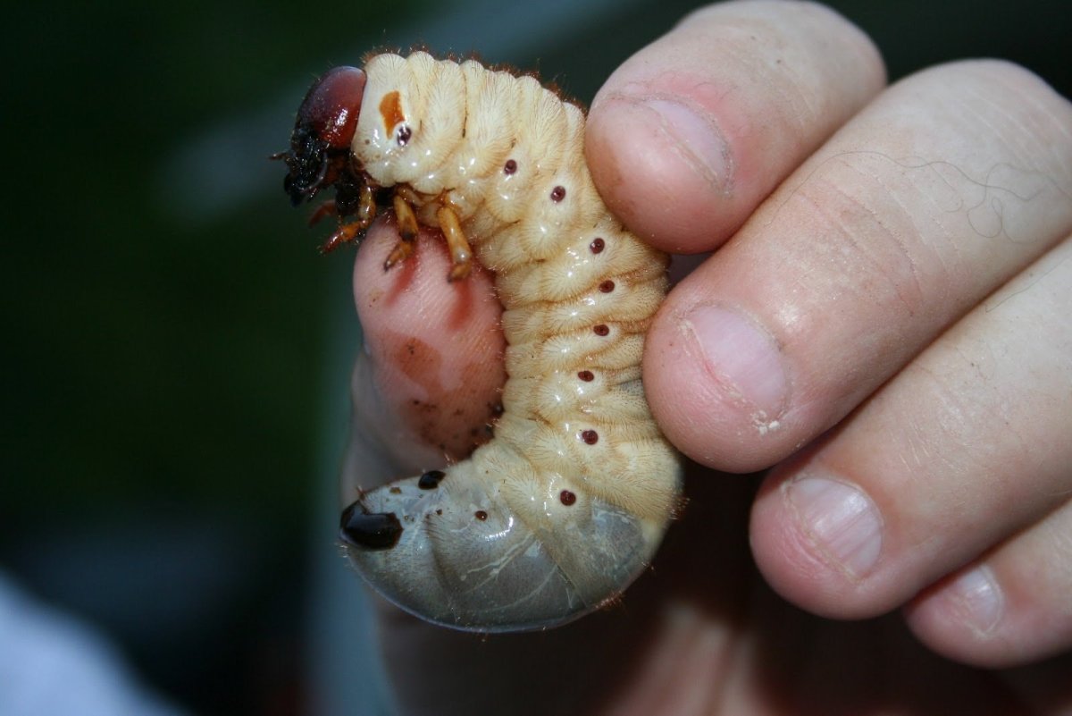 Медведка гусеница личинка