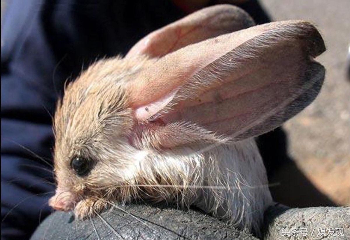 Вомбат Патрик