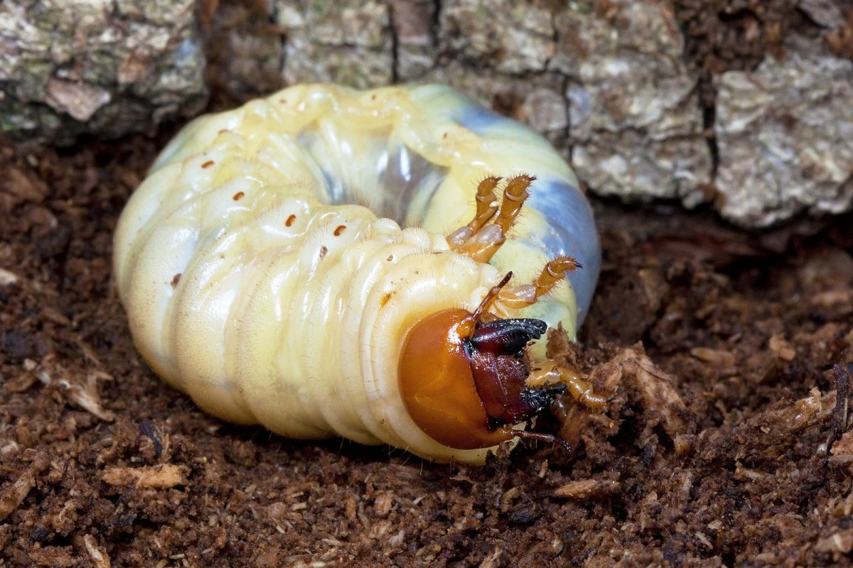 Самые опасные насекомые