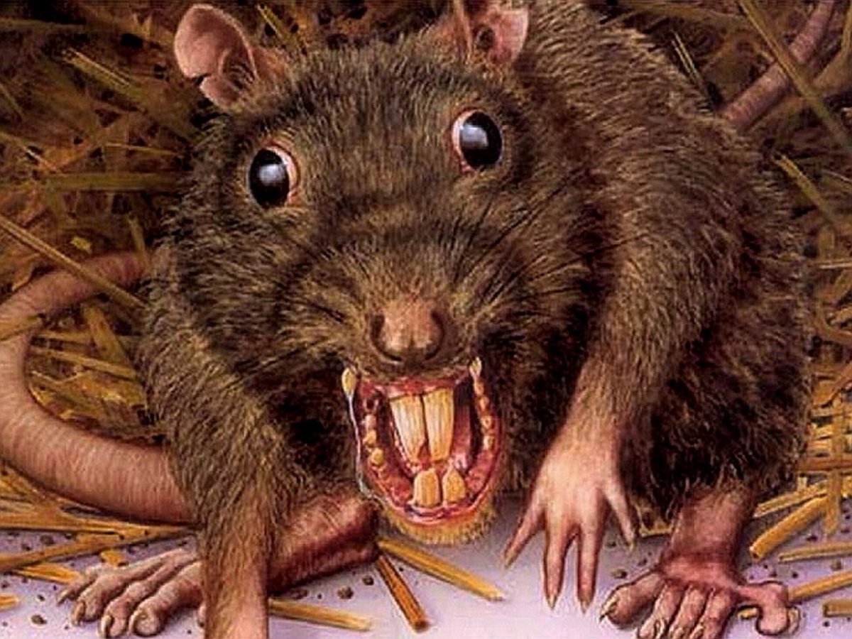 Hydrochoerus hydrochaeris