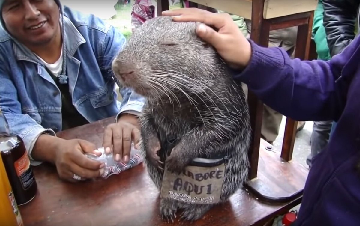 Самая большая мышь в мире пакарана