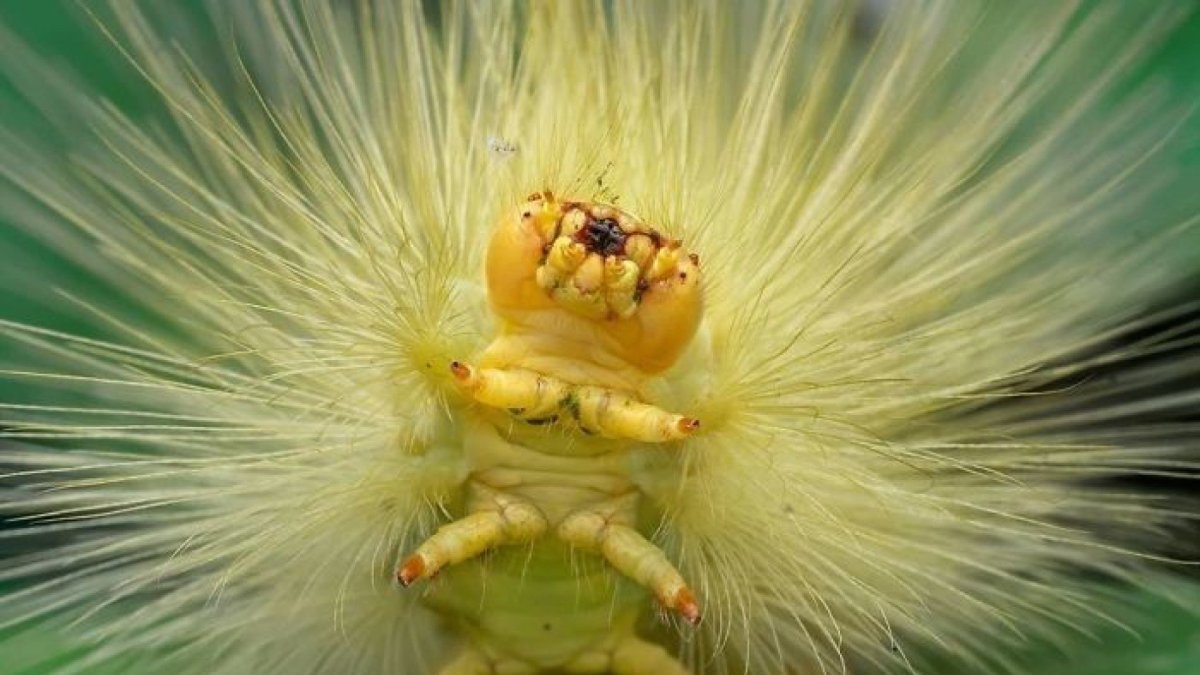 Личинка бабочки цикадки