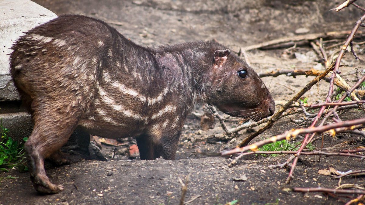 Пака грызун