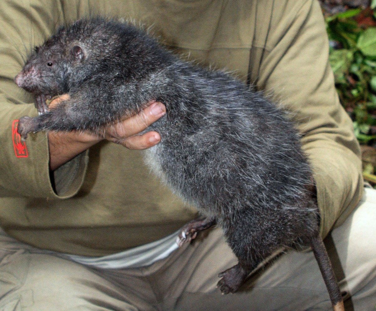 Шерстистая Босави