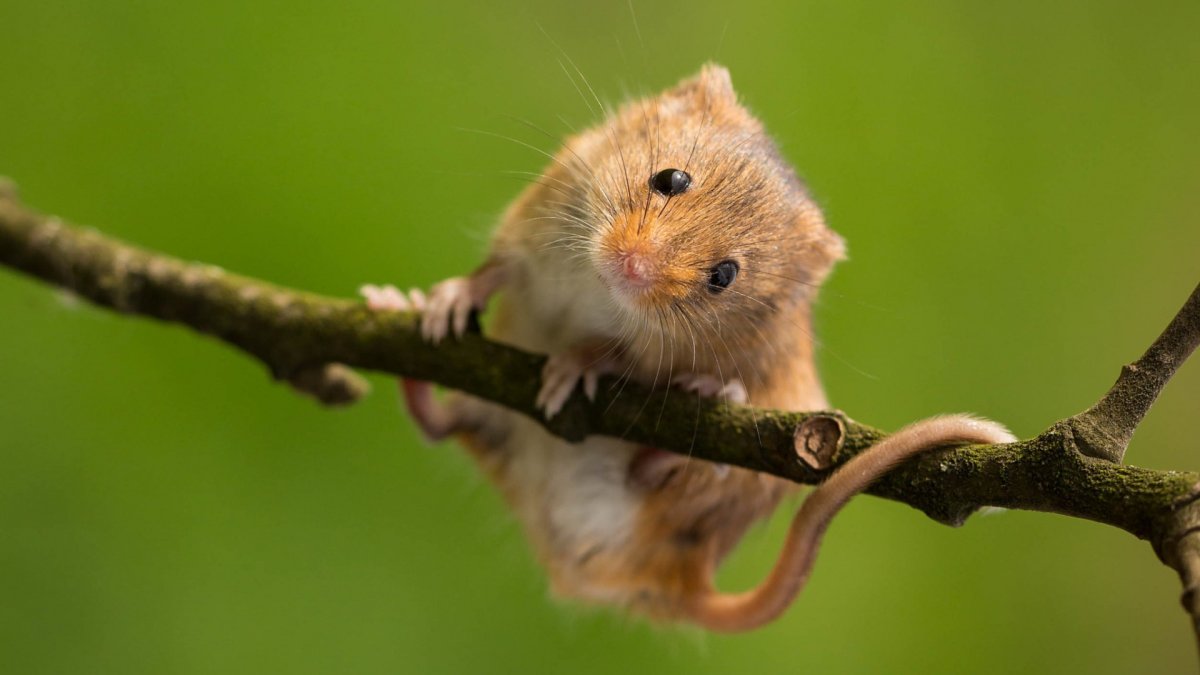 Мышь Малютка мышата