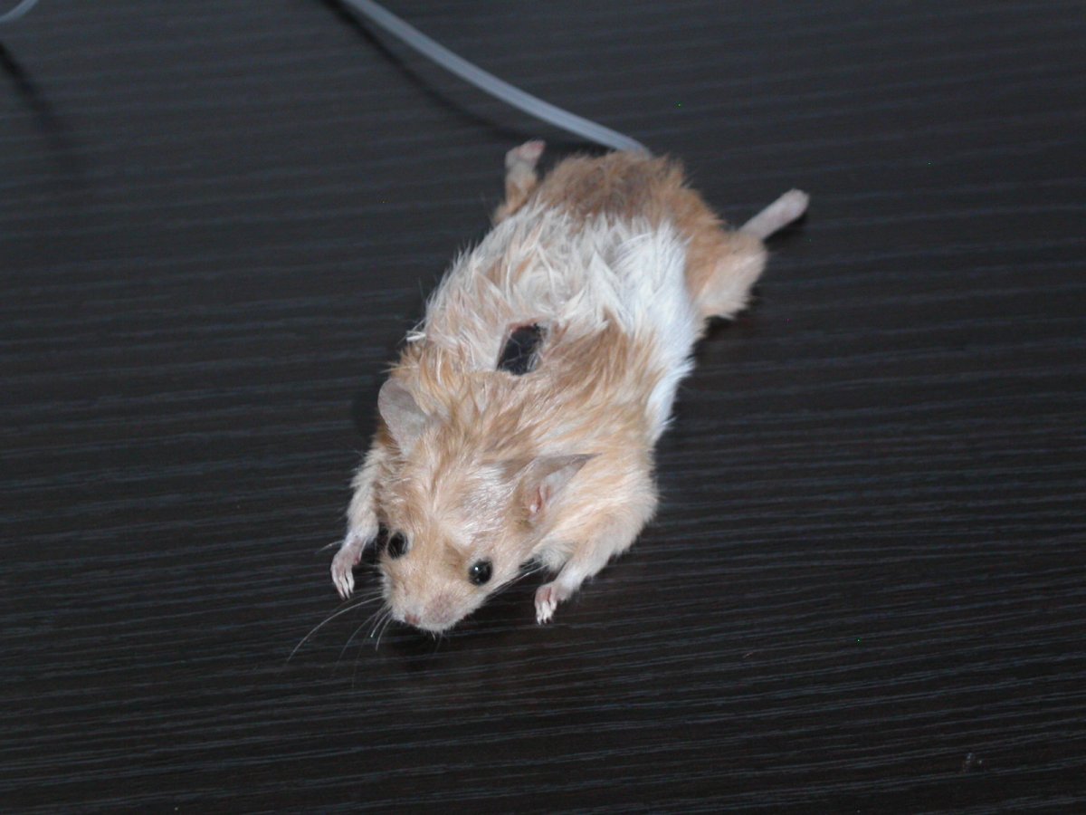 Пака животное