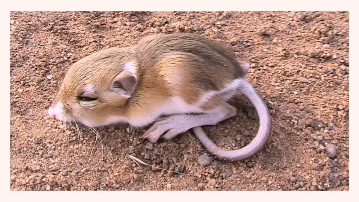 Крыса Лонгхайр