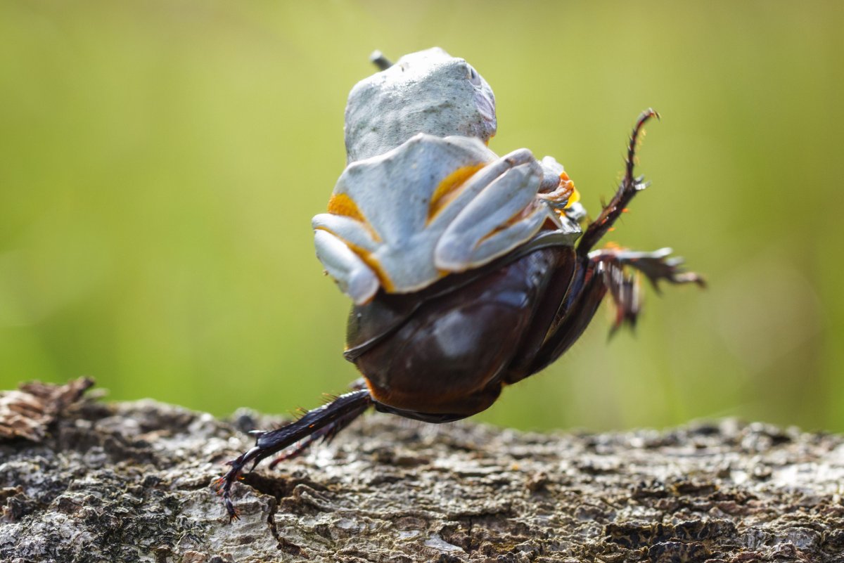 Лягушка на Жуке носороге