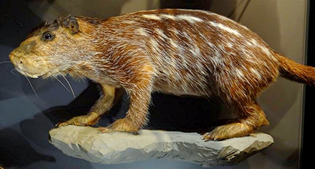 Мышь пакарана