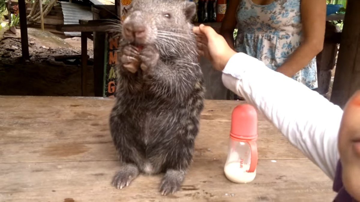 Мышь пакарана