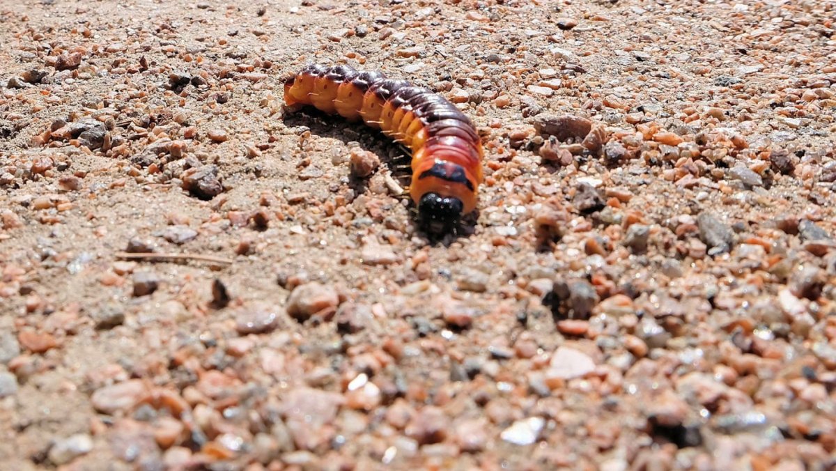 Медведка гусеница личинка
