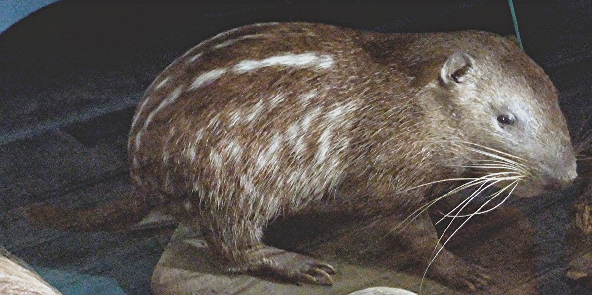 Пакарана грызун