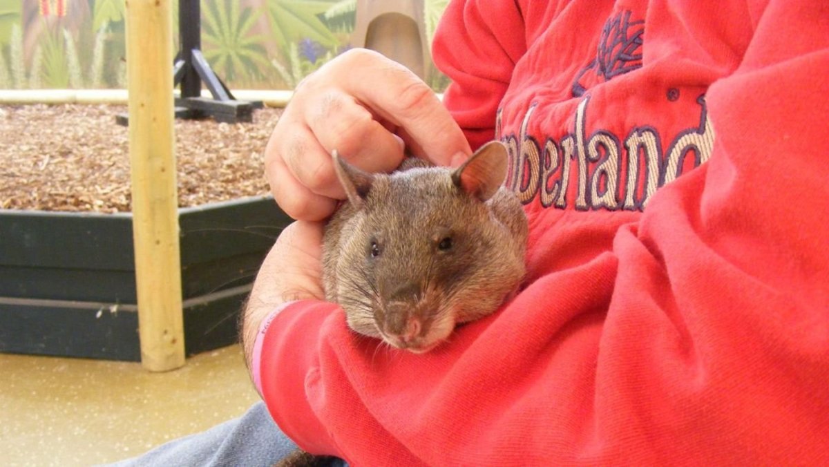 Большой австралийский хомяк вомбат