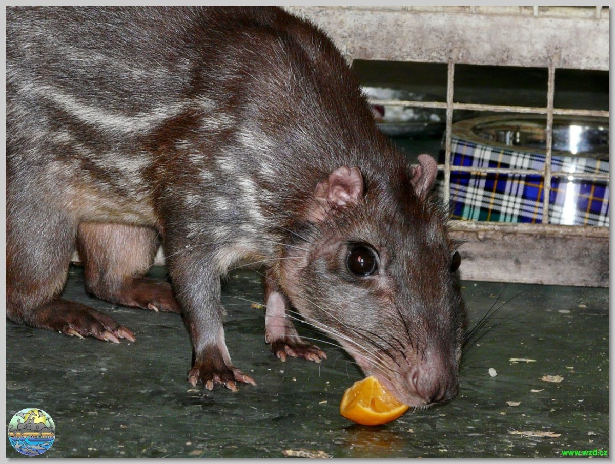 Грызун семейства агутиевых