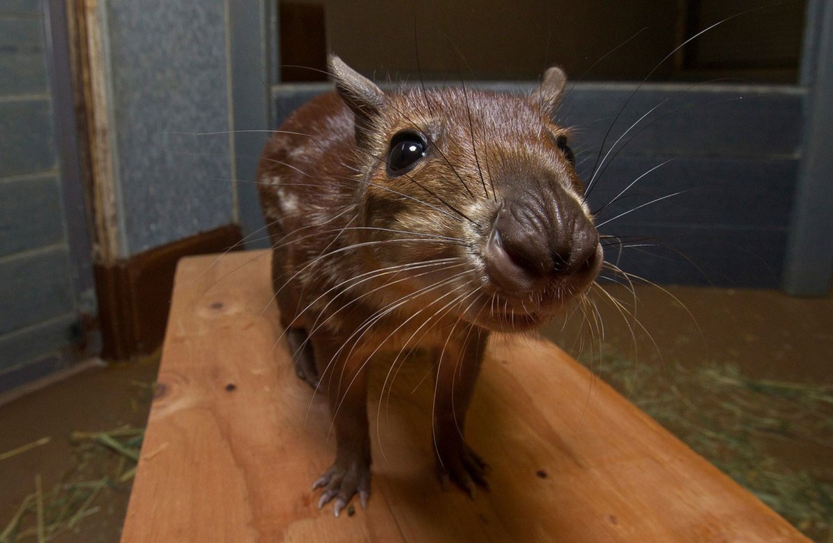 Шерстистая крыса Босави