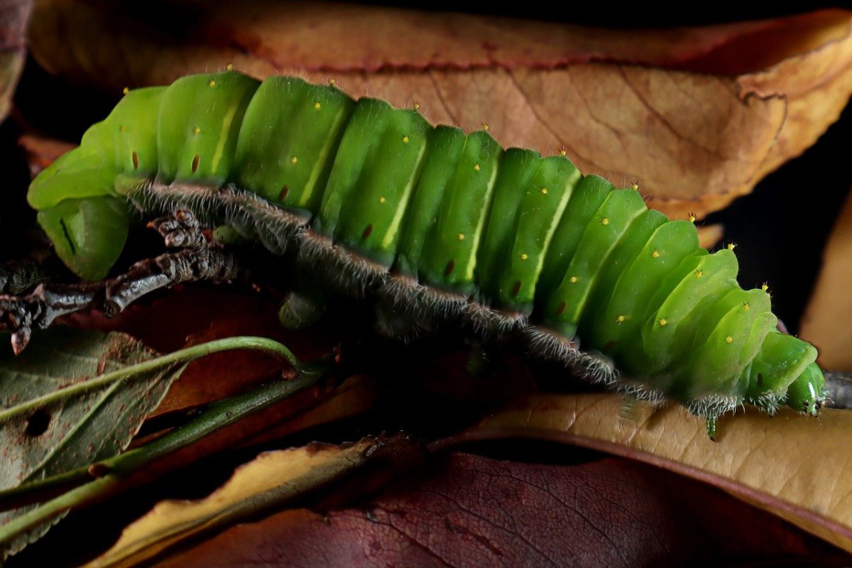 Виноградная гусеница бабочка