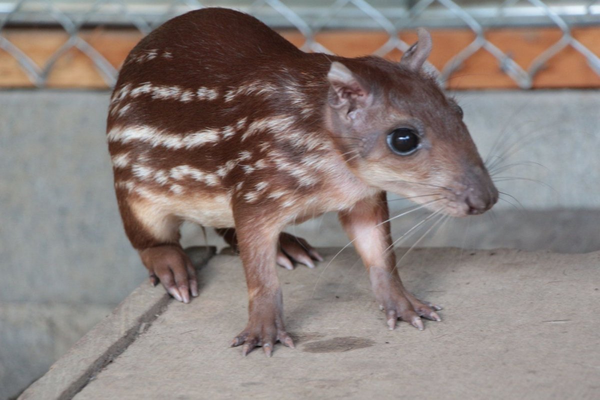 Грызун семейства агутиевых