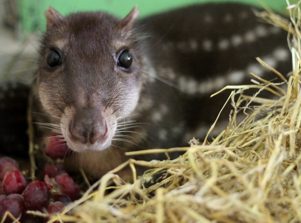Пакарана животное