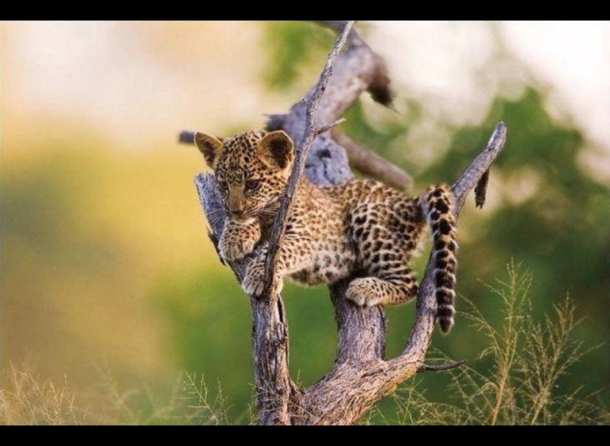 Необычные Дикие животные