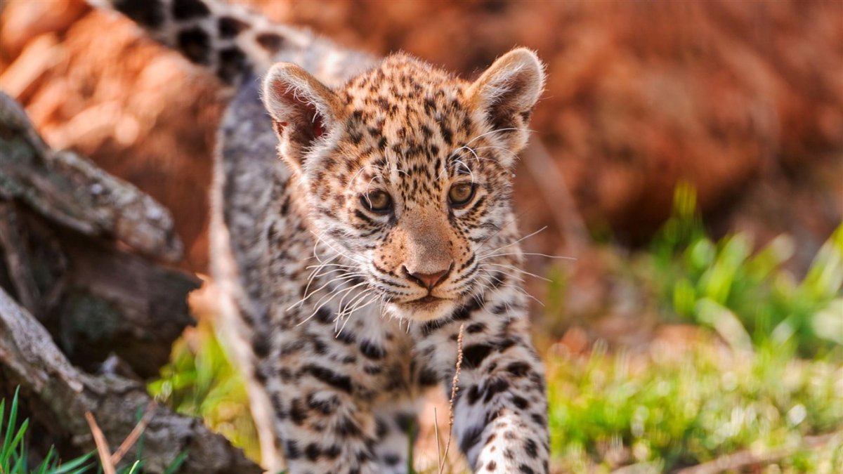 Львица альбинос