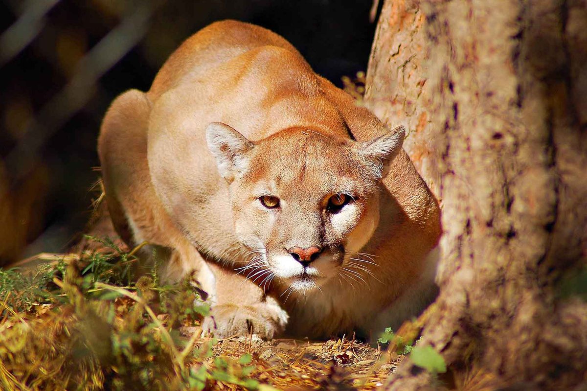 Пума (Puma concolor):