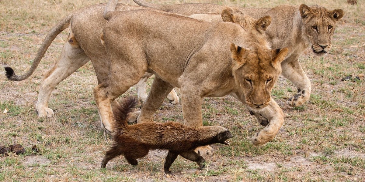 Медоед животное против Львов