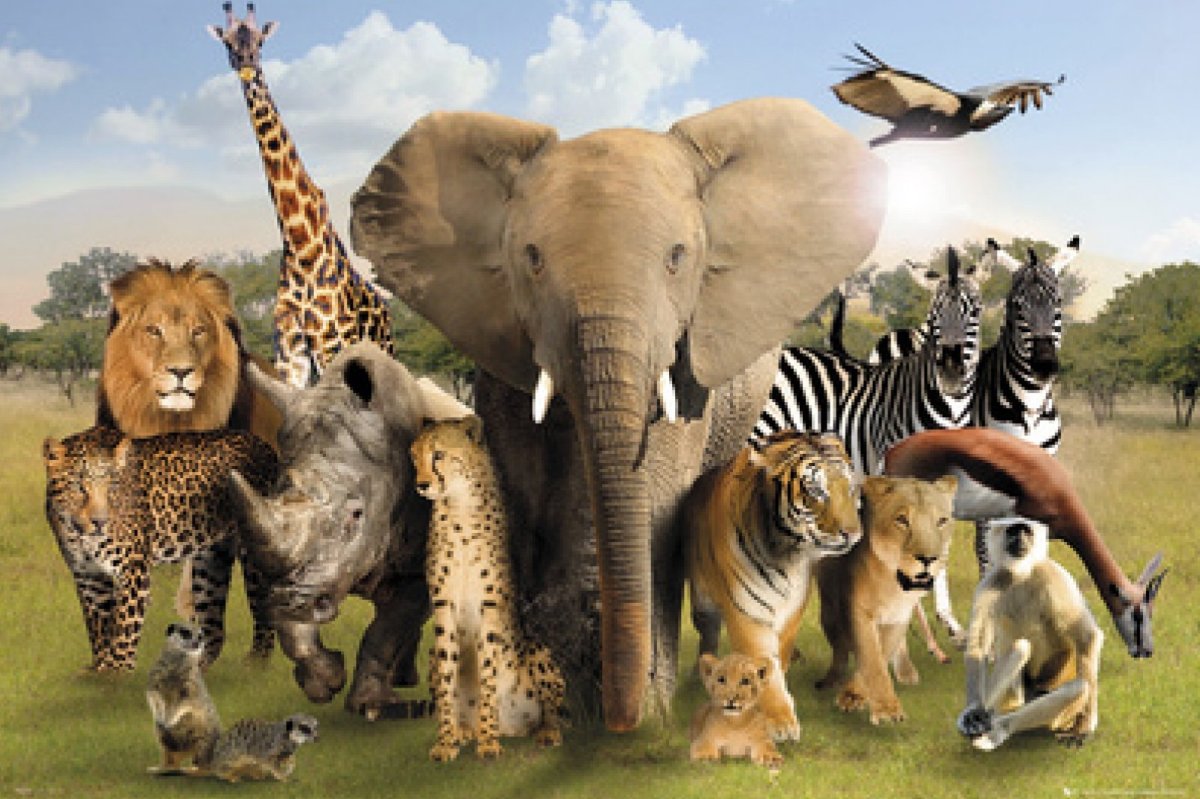 Много животных