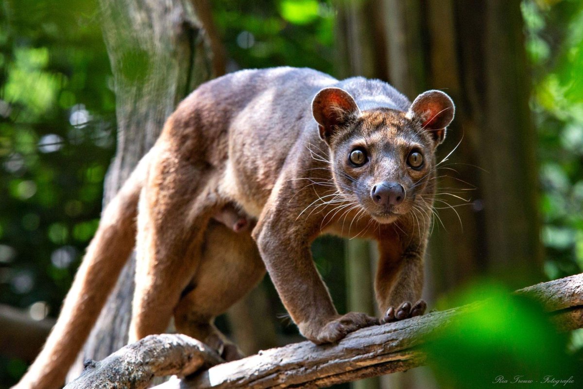 Мадагаскарские фоссы