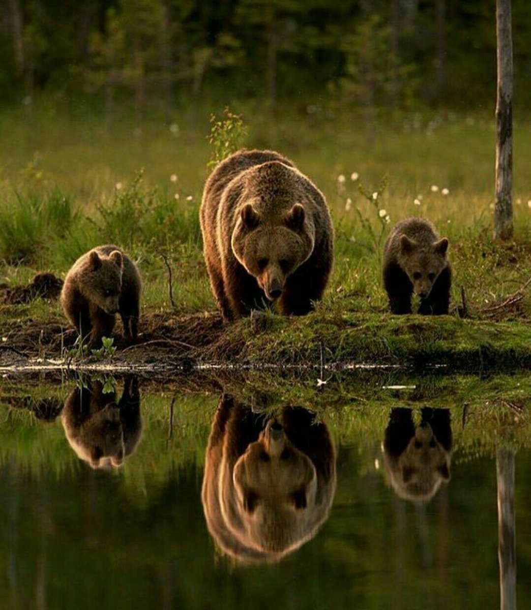 Дикие животные