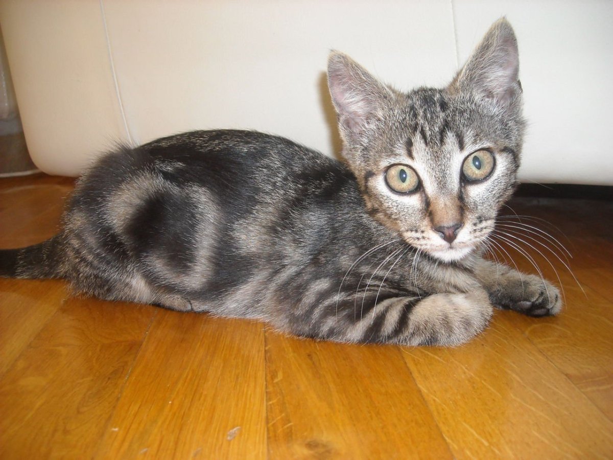 Канаани (Ханаани)