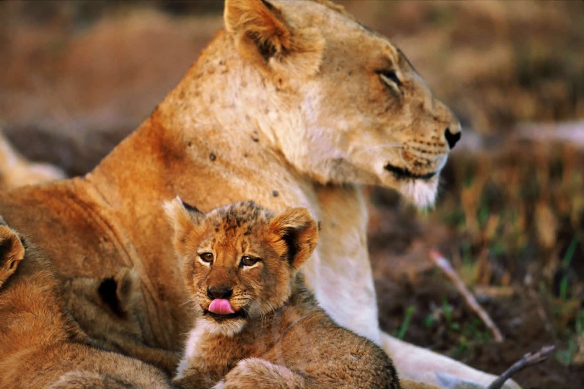 В мире животных Дикая природа