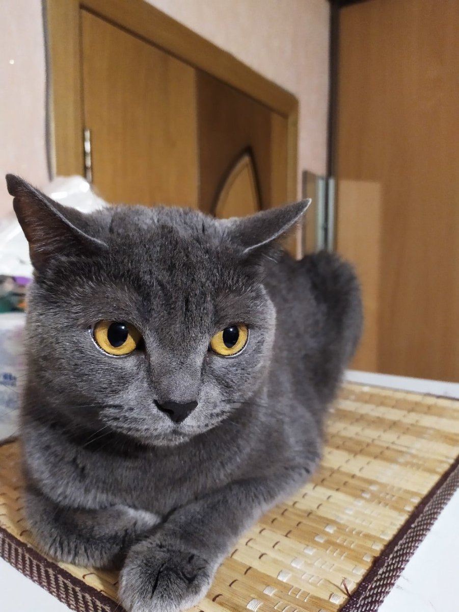 Метис порода кота окрас