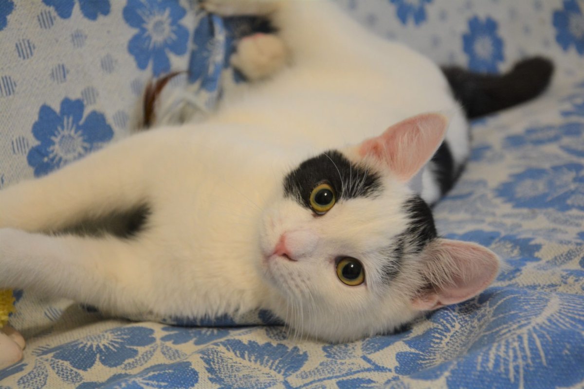 Светлый кот