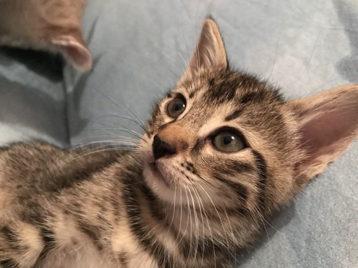 Метис сибирской кошки