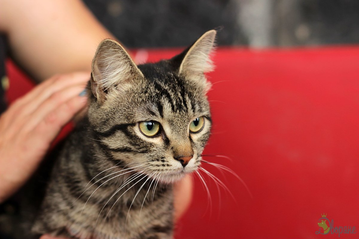 Короткошерстный кот метис